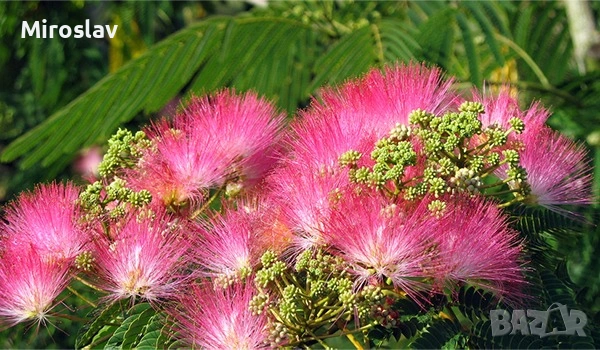 Албиция (Копринено дърво), снимка 2 - Градински цветя и растения - 53938925