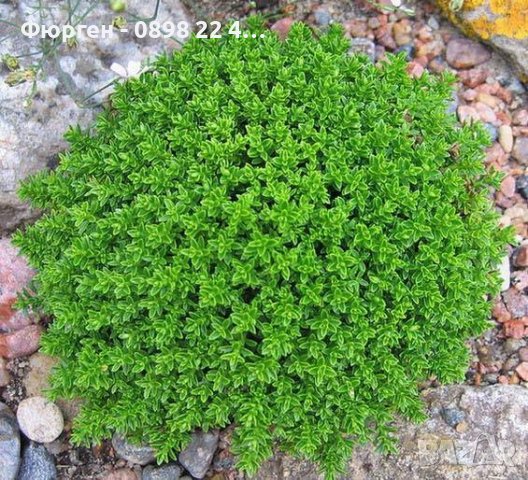 Хебе - зелено (Hebe pungifolia) Цена 7лв, снимка 5 - Разсади - 42644064