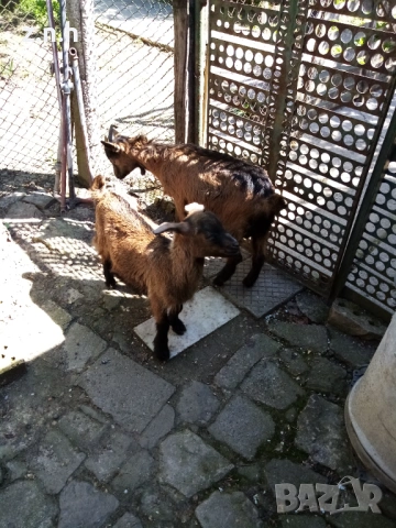 Продавам ярета, снимка 11 - Кози - 54335486