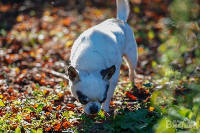 Чихуахуа чистопороден мъжкар за разплод, снимка 16 - Чихуахуа - 20790772