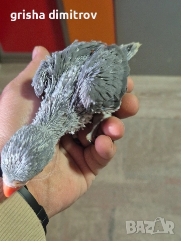 Малък Александър, снимка 2 - Папагали - 54352728