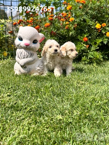 Кокер шпаньол, снимка 1