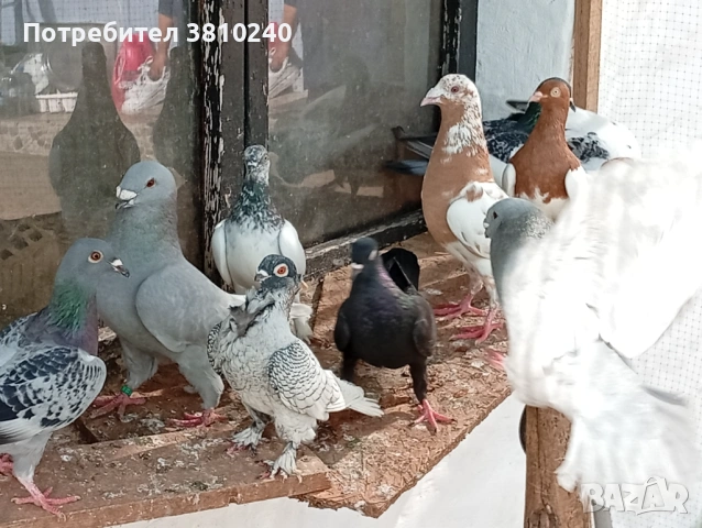 Блондинети , стандартни ардезио пощенски гълъби и още, снимка 6 - Гълъби - 54192620