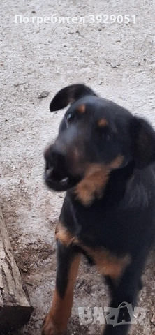 Продавам ягдтериер