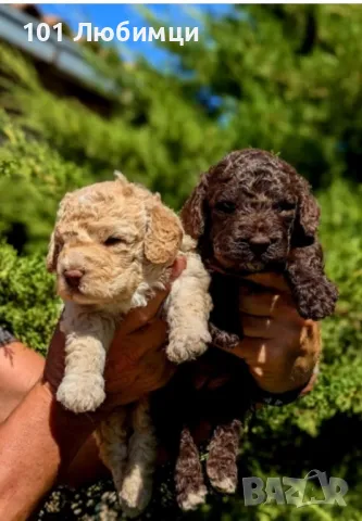 Лагото романьоло, снимка 5 - Други - 47462707