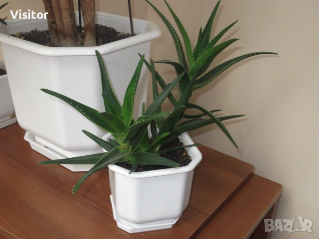 фотоапарат FujiFilm FinePix C10   10 мРх, снимка 14 - Фотоапарати - 54281798