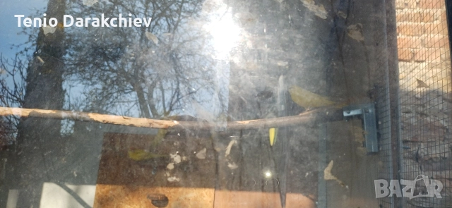 свобадни, снимка 2 - Папагали - 52853846