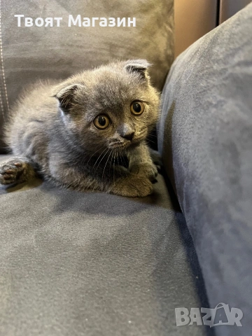 🐾 Търсим специален дом за едно специално коте!, снимка 3 - Други - 54212314