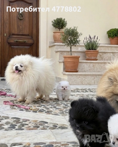 Топ мини померанчета , снимка 2 - Померан - 53990081