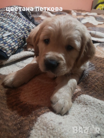 Голдън ретривър 