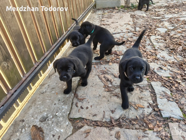 Две лабрадорчета си търсят стопани, снимка 2 - Лабрадор ретривър - 52677634