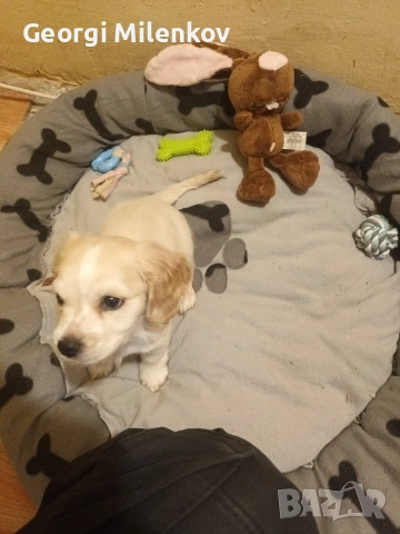 Кученце мъжко, снимка 2 - Други - 53064116
