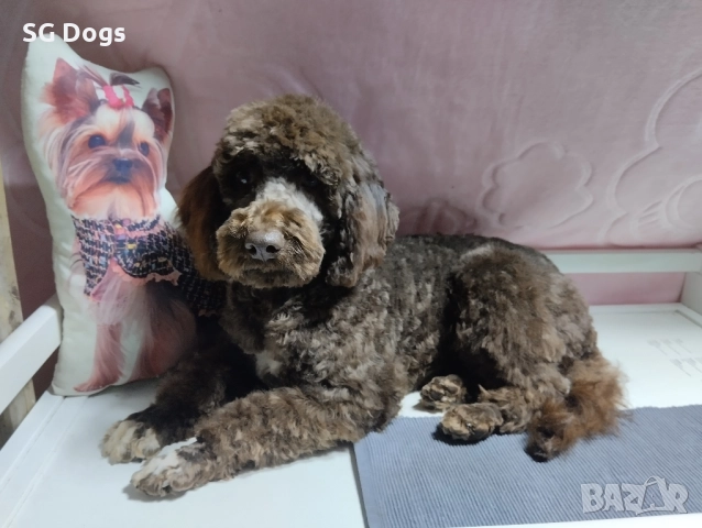 Пудел , снимка 9 - Пудели - 52496562