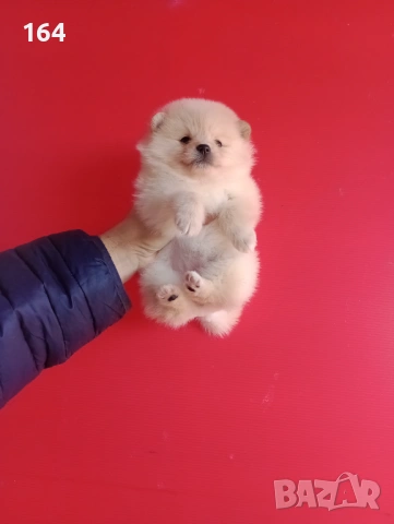 Померани. Мъжки и женски Померани. Реални снимки !, снимка 10 - Померан - 52930206