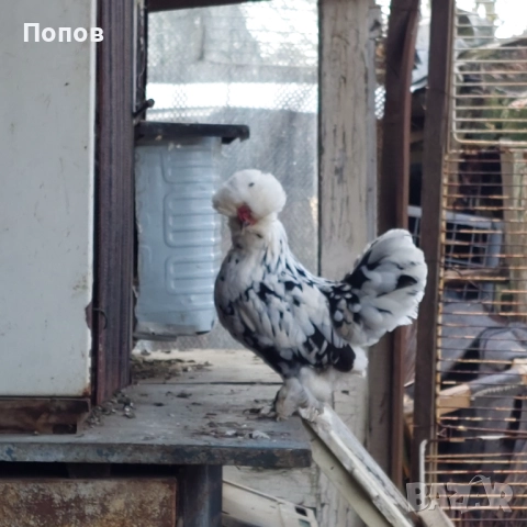 Продавам джинки, снимка 10 - други­ - 52724814