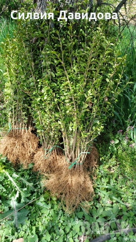 Лигуструм за жив плет 