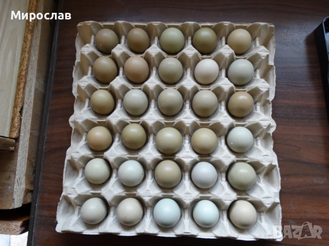 Оплодени яйца от фазан