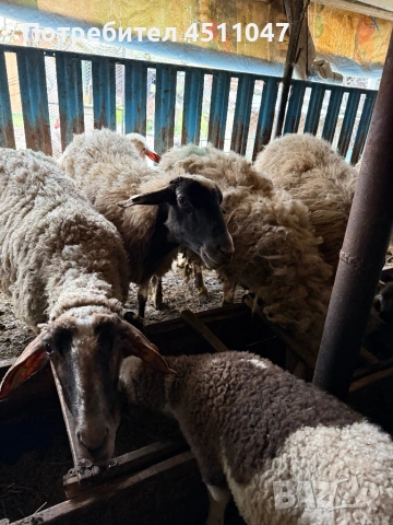 Продавам млади овце , снимка 9 - Овце - 54182180