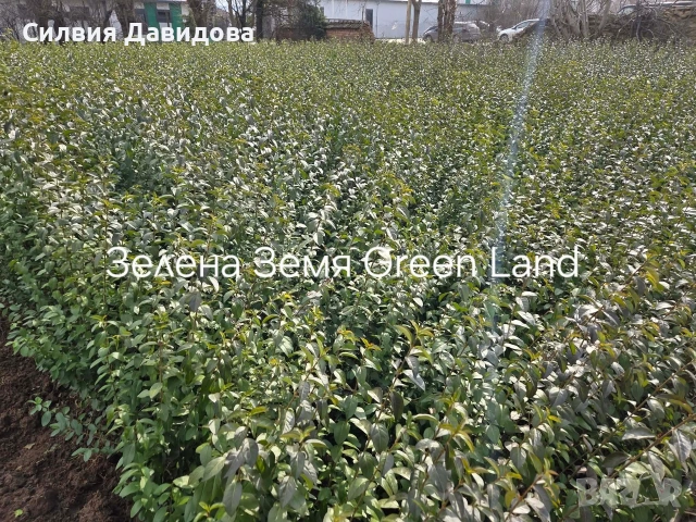 Лигуструм на гол корен, снимка 12 - Градински цветя и растения - 51886286