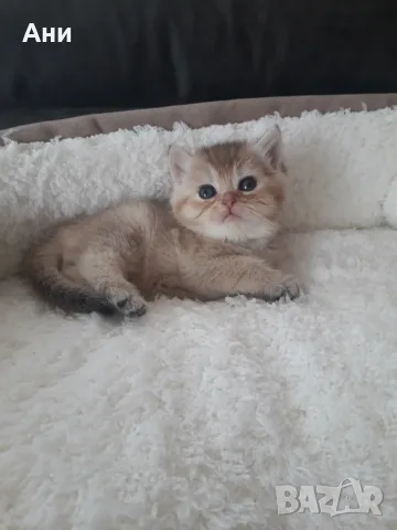 ТОП КОТЕНЦА НА СУПЕР ИЗГОДНА ЦЕНА
