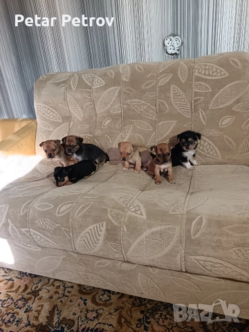 Мини пинчер чихуахуа, снимка 12 - Чихуахуа - 52816462