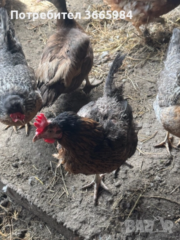 Продавам кокошки - харко и петли за клане, снимка 3 - Кокошки и пуйки - 54357452