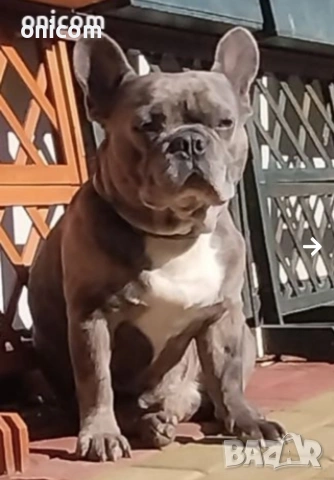 Френски булдог мерле,момче., снимка 6 - Френски булдог - 53925342