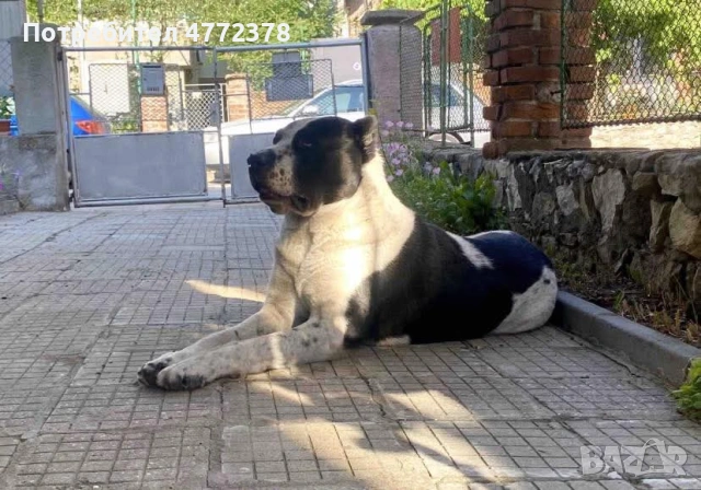 Кучета алабай, снимка 7 - Алабай - 53922033