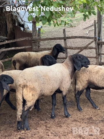 Овен плевенски черноглав, снимка 3 - Овце - 52135634