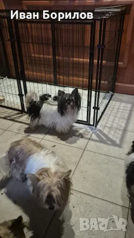 Biewer terrier Sofia , снимка 4 - Йоркширски териер - 53742812