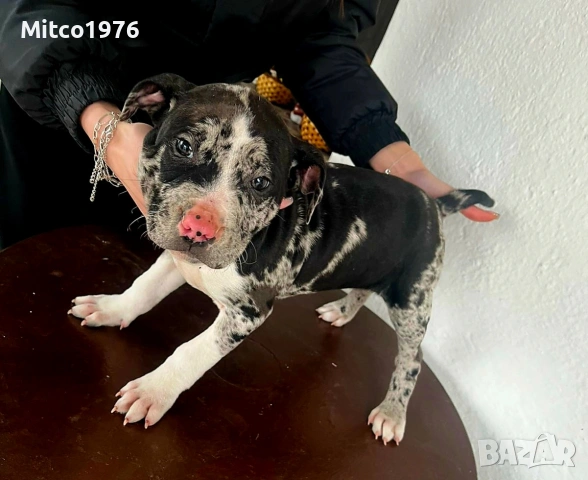 Питбул-Pitbull-мъжко, снимка 3 - Питбул - 53297226