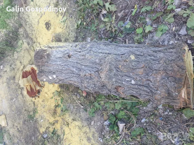 Черница за дървен материал, снимка 2 - Друго - 39889822