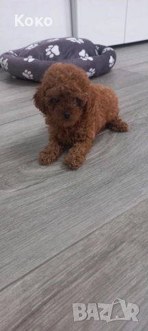 Той пудел/Тийкъп, снимка 5 - Пудели - 51938291