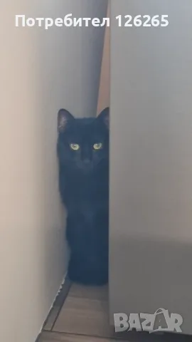 Подарявам котка