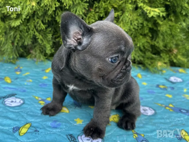 Френски Булдог / French Bulldog 
, снимка 13 - Френски булдог - 55725415
