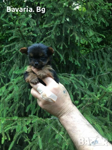 Супер мини Йорки Доставка , снимка 1