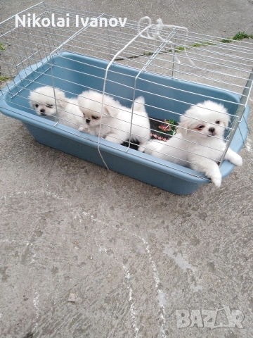 Пекинезчета чисто бели мъжки , снимка 4 - Пекинез - 54308013