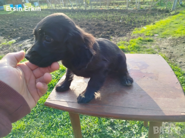 кокер шпаньол , снимка 10 - Кокер шпаньол - 52793522