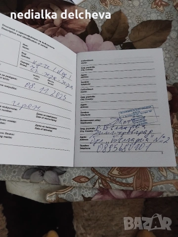 мини чихуахуа две момченца на 2месеца направена ваксина., снимка 6 - Чихуахуа - 53293544