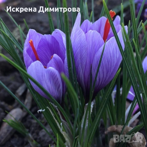 Български шафран, снимка 5 - Други - 53303908