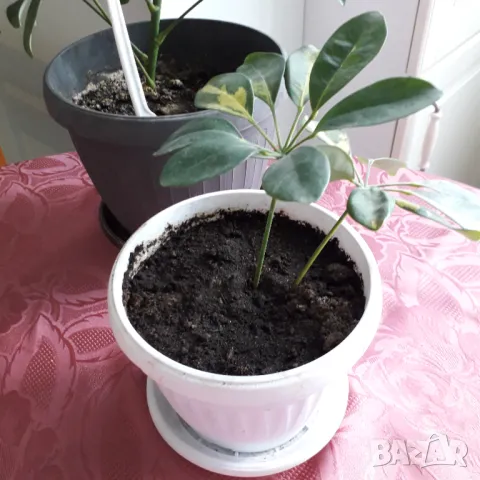 Шефлера  - две саксии, снимка 7 - Стайни растения - 50242910