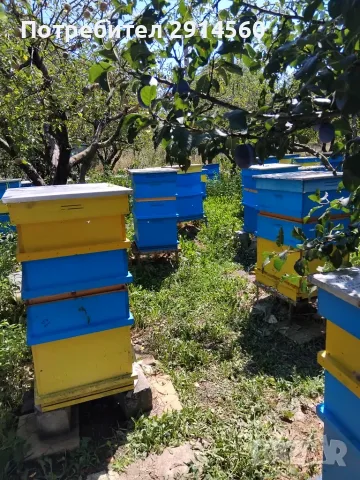 Продавам  пчелни  семейство , снимка 2 - Други животни - 56450507