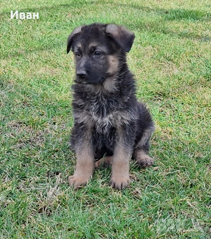 малки немски овчарки, снимка 18 - Немска овчарка - 52921710