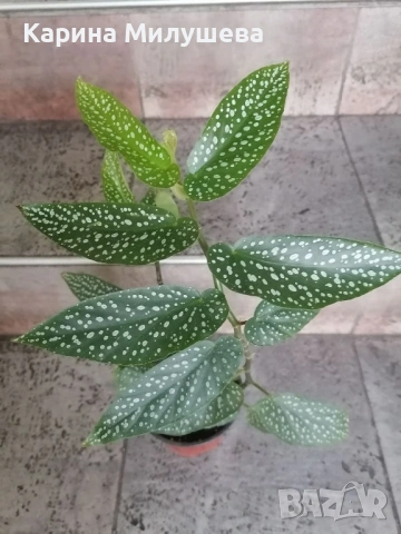 Продавам различни цветя, снимка 8 - Стайни растения - 44843070