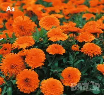 Продавам разсад на Невен, снимка 1