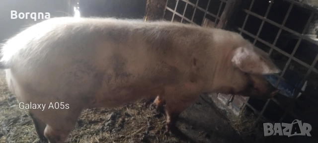 Продавам изкупен нерез 