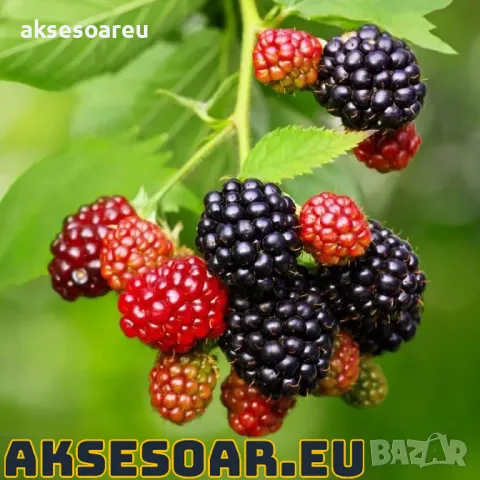 Висококачествени нови семена от хранителна Къпина без бодли Rubus rusticanus 50+ семена антиоксидант, снимка 5 - Сортови семена и луковици - 49257573