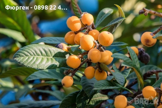 Японска мушмула (Eriobotrya japonica, Loquat) Размер 10-20см за 12лв и около 80см за 35лв  