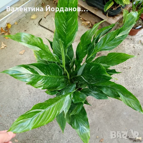 спатифилом диамант много корени в саксия 
