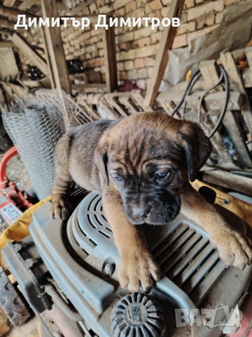 Продавам 5 бр кученца Кане корсо месец и половина, снимка 4 - Кане корсо - 54114827